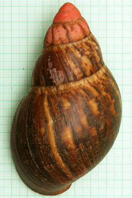 Archachatina marginata suturalis Nigeria